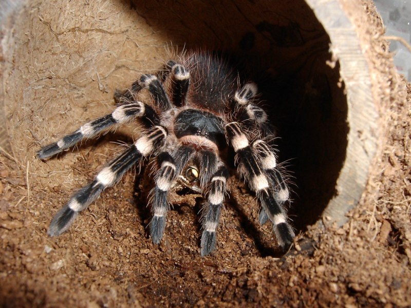 Паук птицеед Acanthoscurria geniculata
