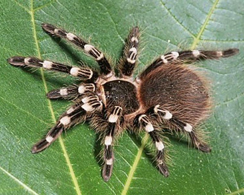 Паук птицеед Acanthoscurria geniculata