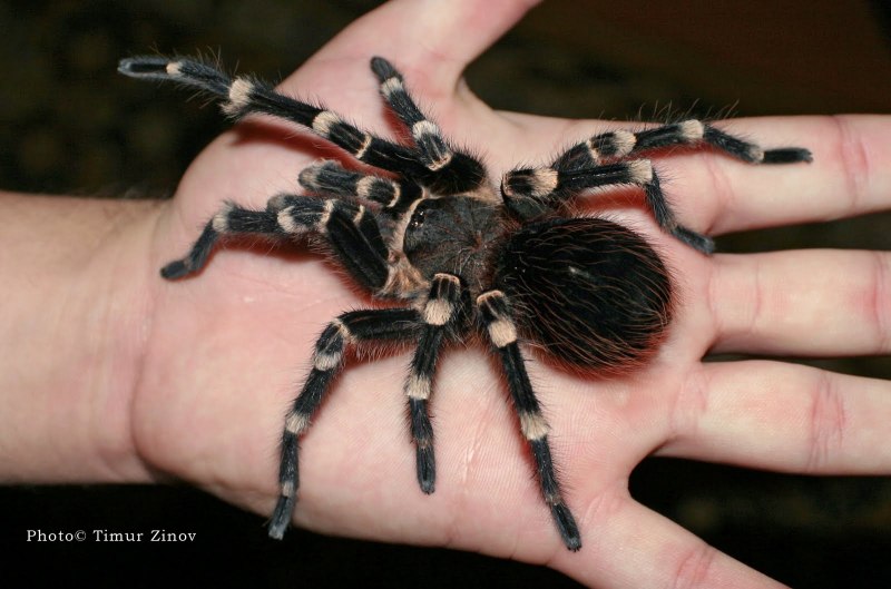 Acanthoscurria geniculata размер