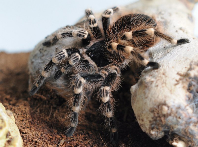Acanthoscurria juruenicola