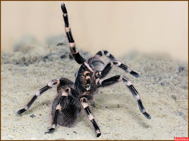 Паук Acanthoscurria geniculata
