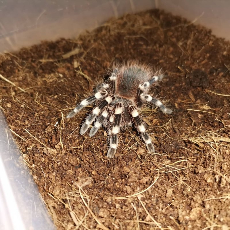 Acanthoscurria geniculata укус