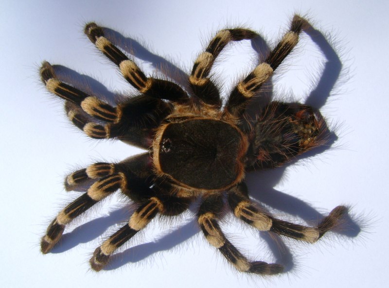 Паук птицеед Acanthoscurria geniculata