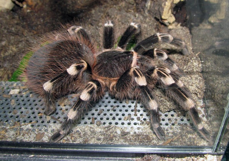 Паук Acanthoscurria geniculata