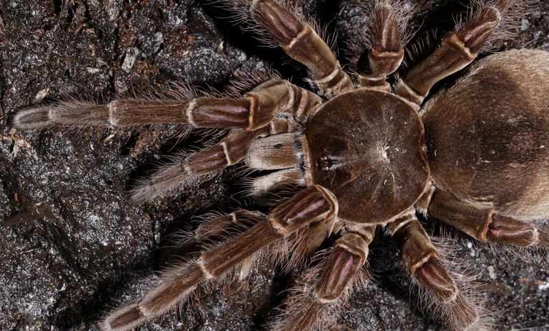 Acanthoscurria geniculata укус