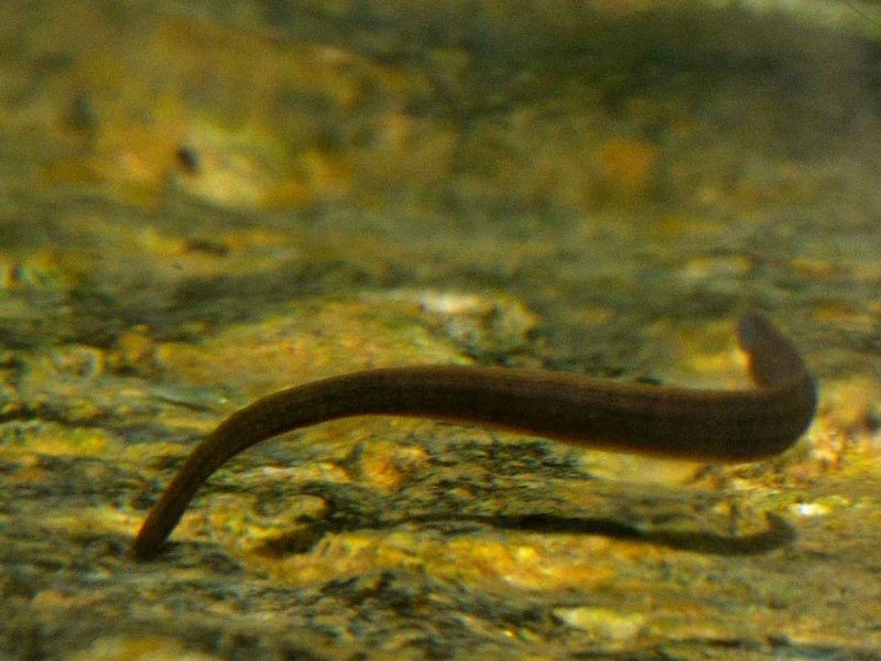 Медицинская пиявка Hirudo medicinalis