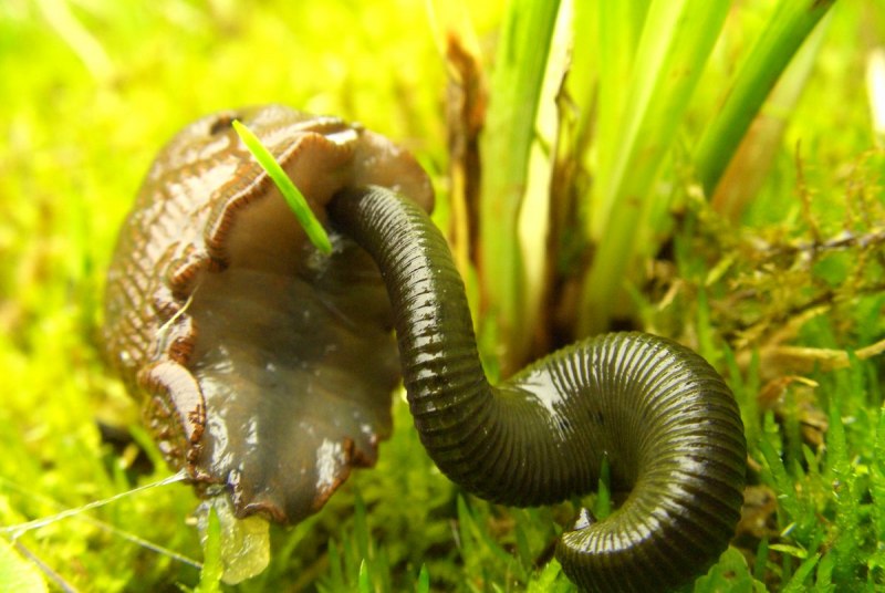 • Восточная – Hirudo medicinalis orientalis.
