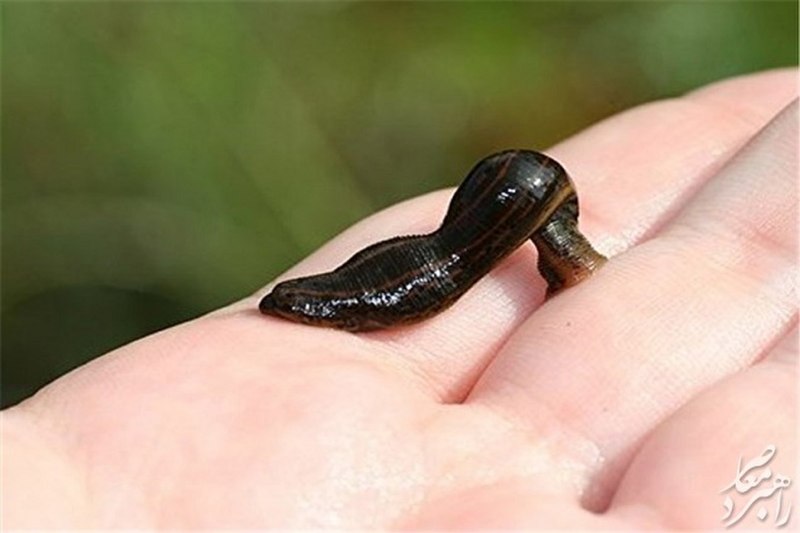 Медицинская пиявка Hirudo medicinalis