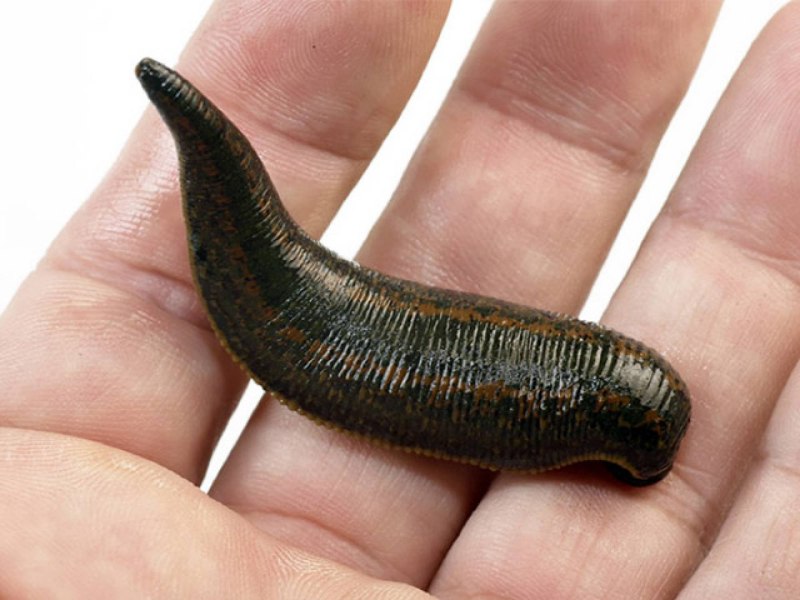 Медицинская пиявка Hirudo medicinalis