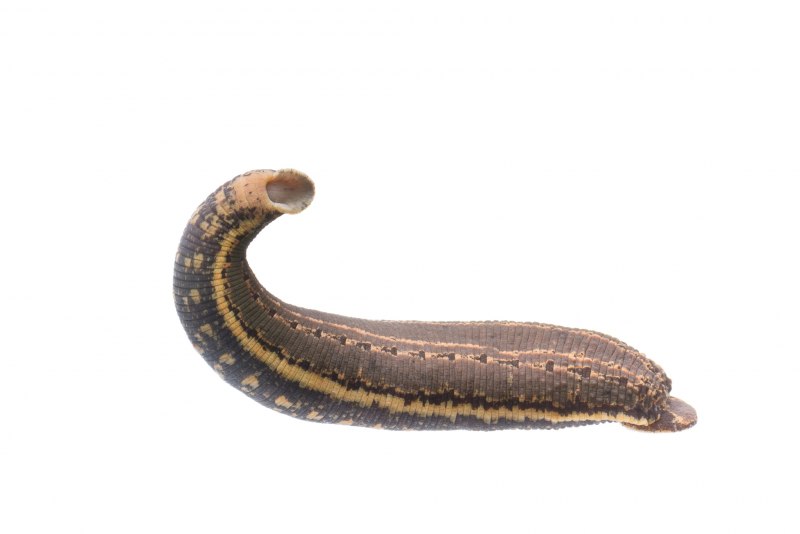Haemopis sanguisuga