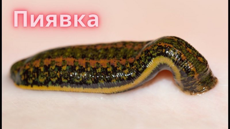 Пиявка медицинская лечебная