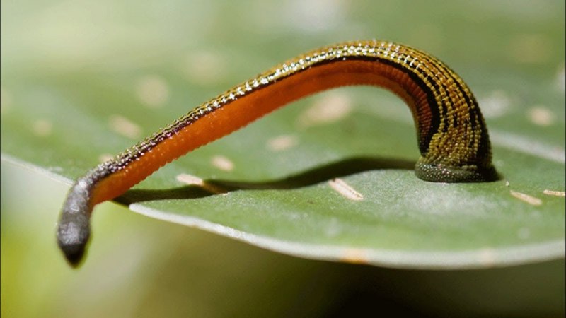 Морская минога (Petromyzon Marinus)