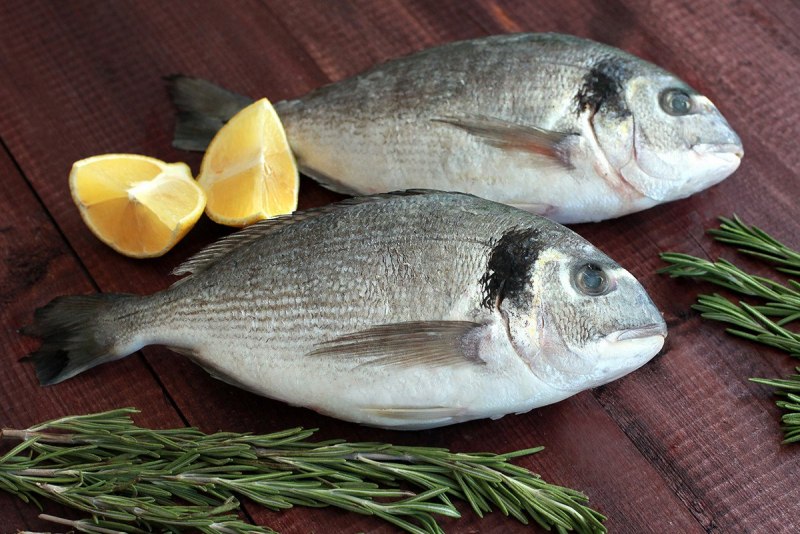 Морской карась дорадо