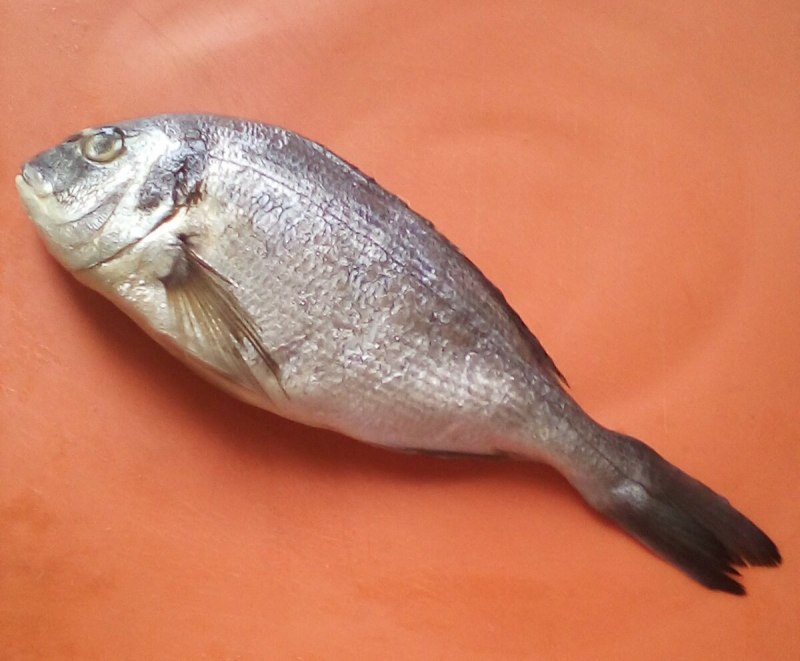 Морской карась дорадо