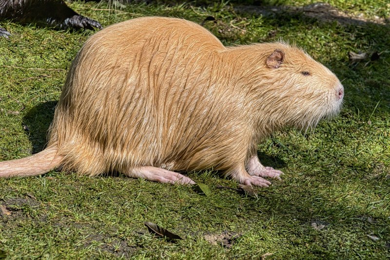 Нутрия Южная Америка