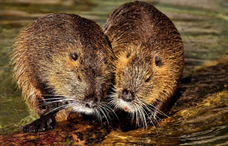 Myocastor coypus нутрия