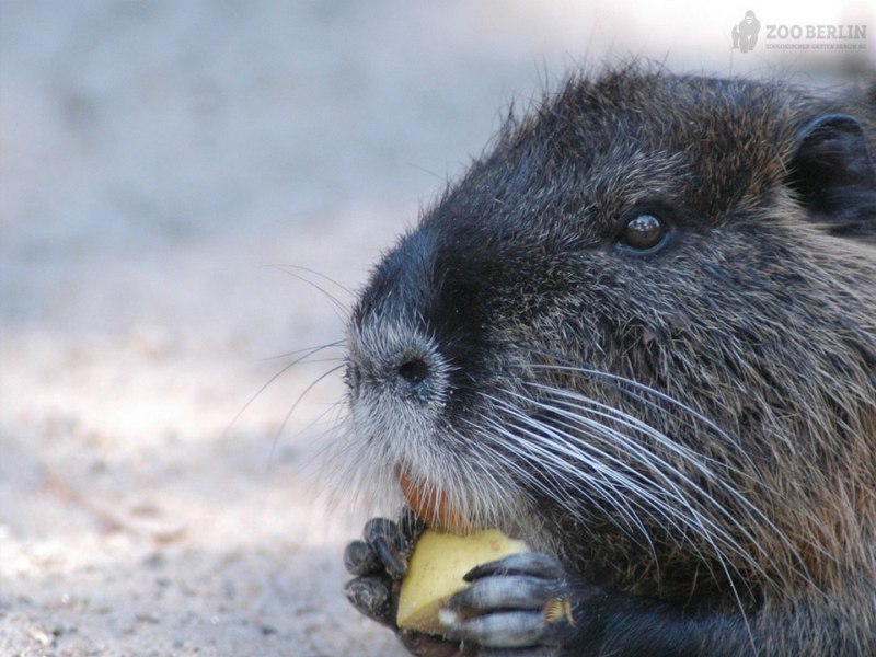 Myocastor coypus нутрия