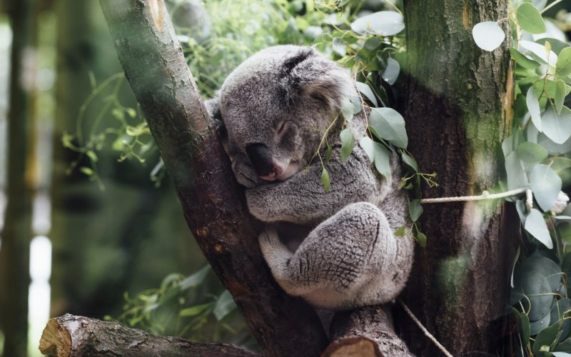 Коала Эстетика