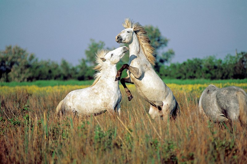 Лошади Камарга Франция