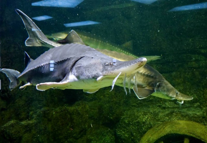 Севрюга (Acipenser stellatus)