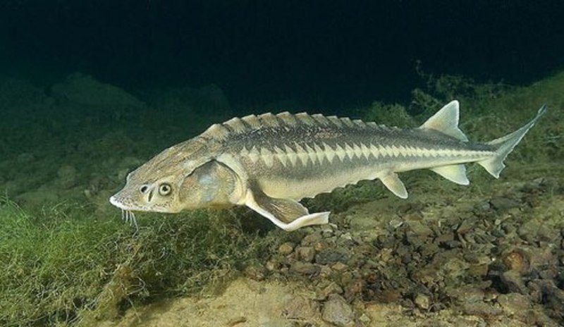 Осетр ( Acipenser transmontanus)