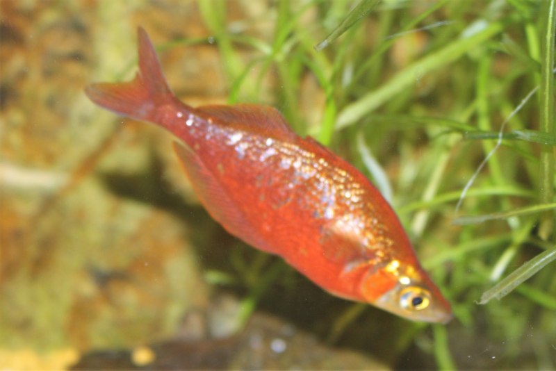 Red Tail Rainbowfish