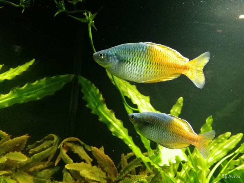 Неоновая Радужница Melanotaenia praecox