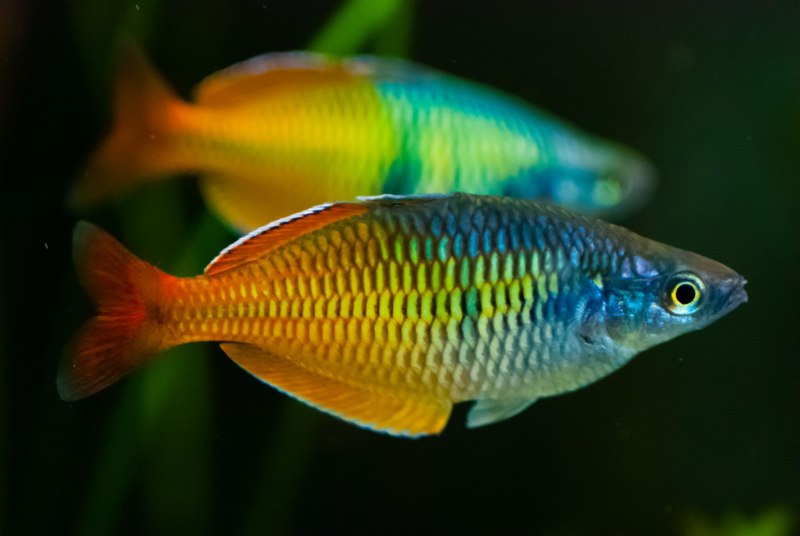 Неоновая Радужница Melanotaenia praecox