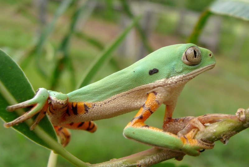 Rhacophorus rhodopus