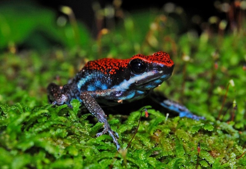 Амфибии toad
