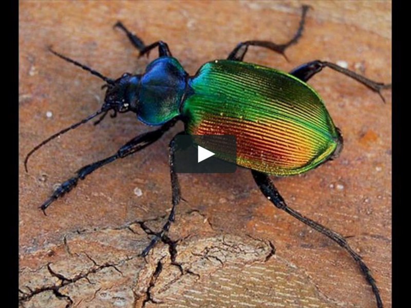 Жужелица решетчатая (Carabus cancellatus)