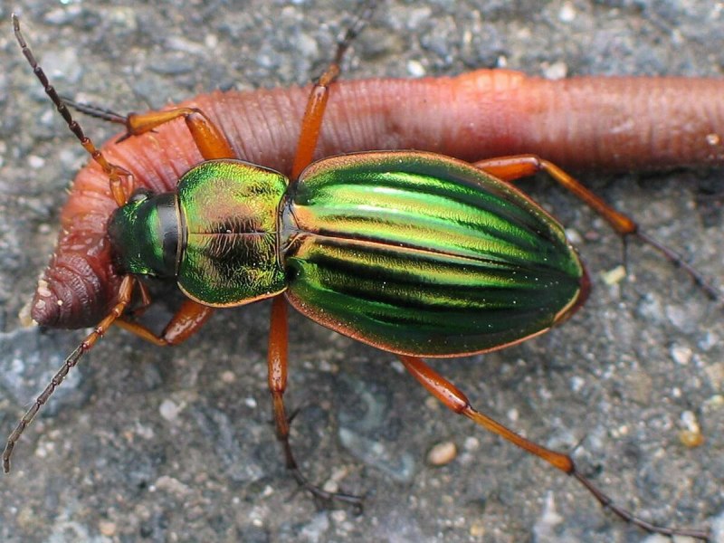 Жужелицы Carabidae