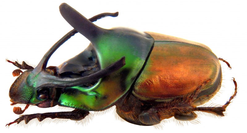Стафилин великолепный (Staphylinus caesareus