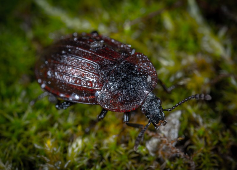 Carabus nemoralis (жужелица Лесная)