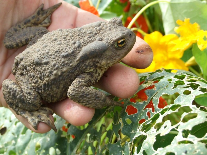 Прудовая лягушка Pelophylax lessonae