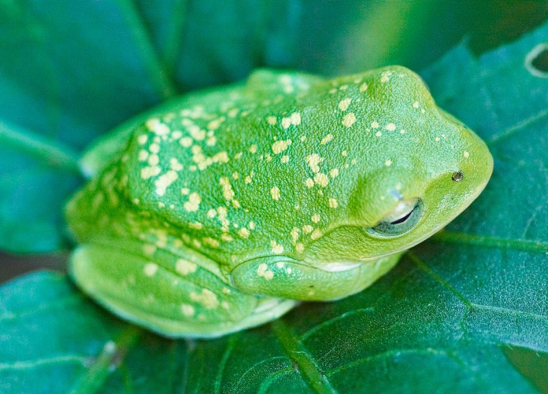 Сибирская лягушка Rana amurensis