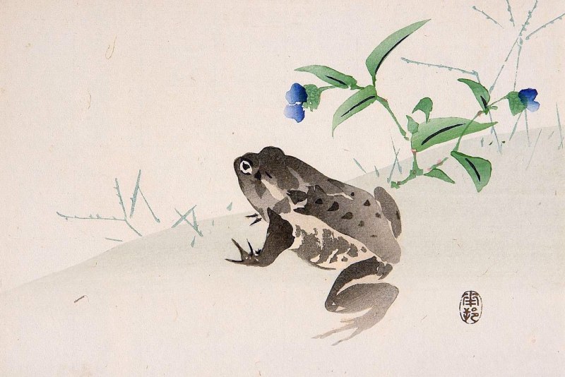 Зеленая жаба Bufo viridis