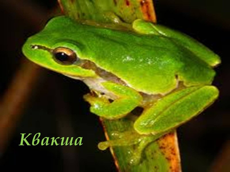 Японская гравюра с жабами