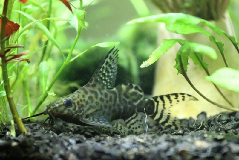 Синодонтис эуптерус (Synodontis eupterus)