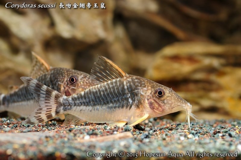 Baryancistrus beggini