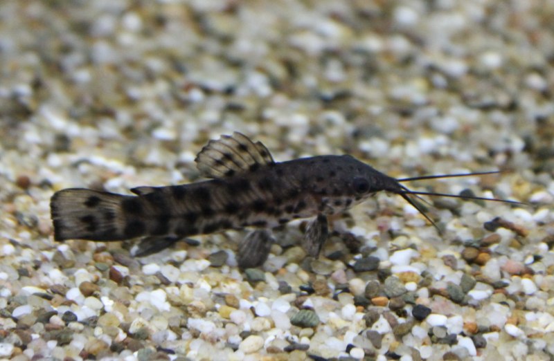 Baryancistrus beggini