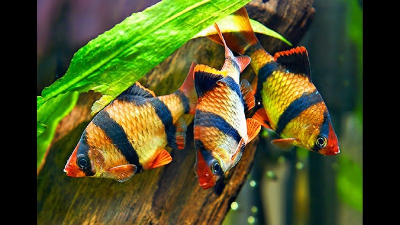 Distichodus sexfasciatus
