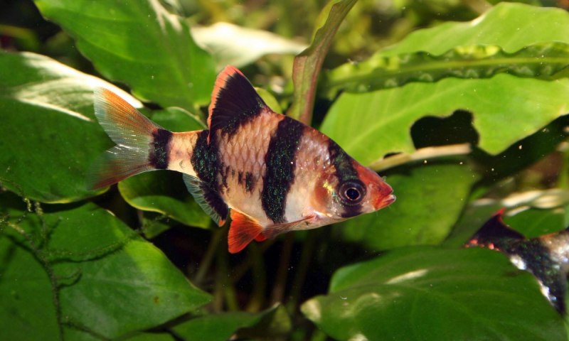 Неон красный (Paracheirodon axelrodi)