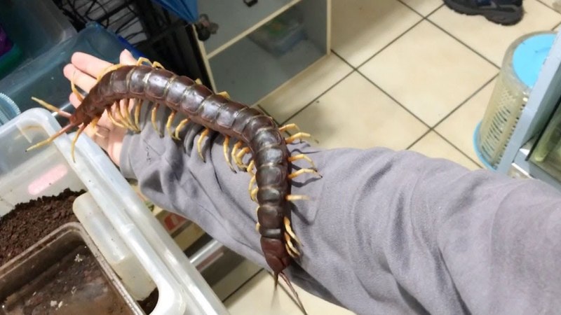 Amazonian giant Centipede