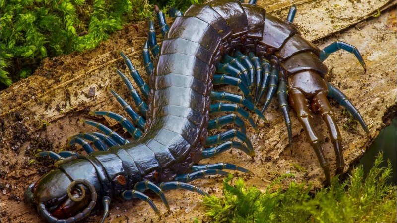 Амазонская гигантская многоножка