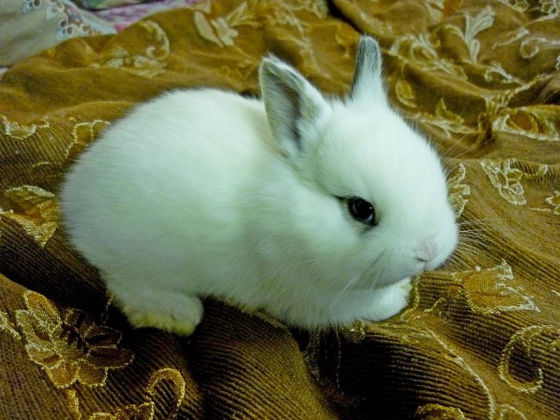 Белый вислоухий кролик