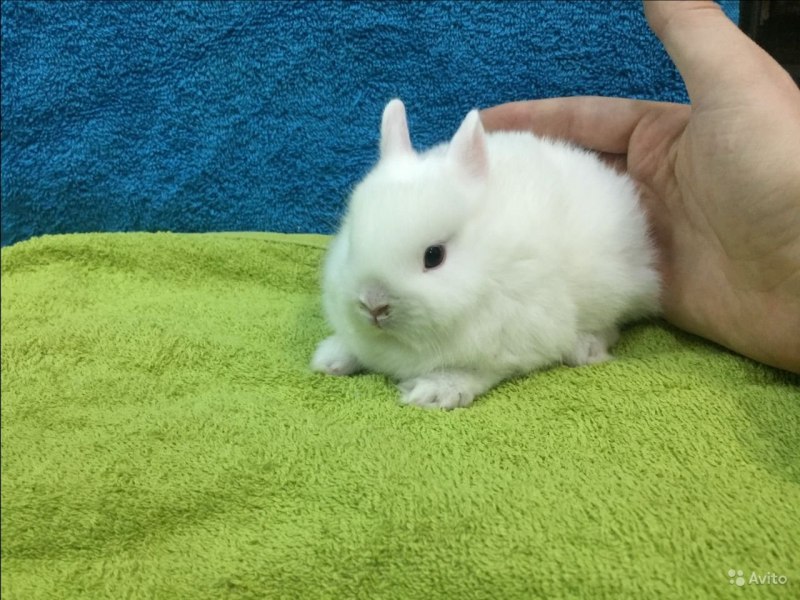 Декоративный кролик