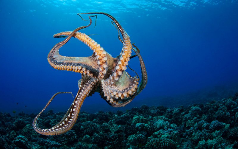 Гигантский осьминог (Enteroctopus dofleini)