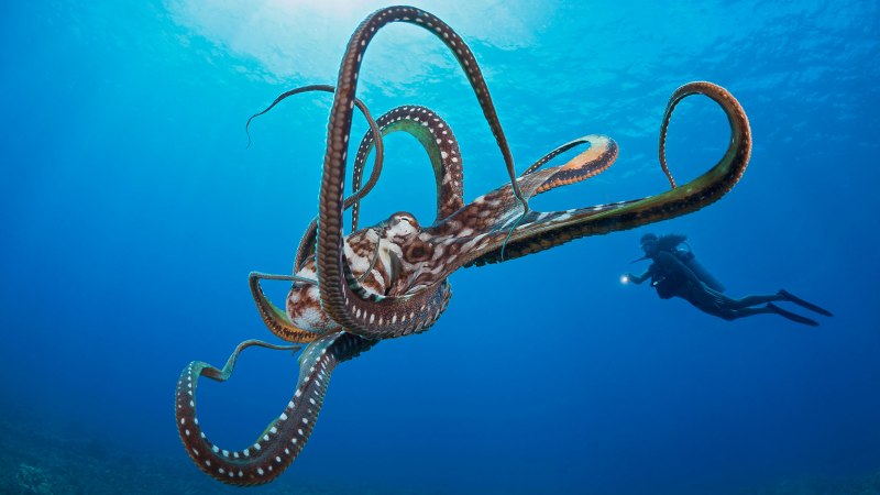 Гигантский Тихоокеанский осьминог