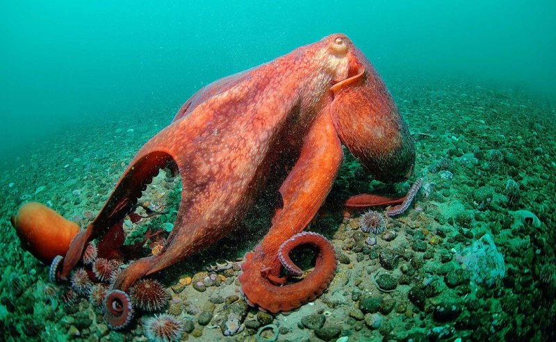 Морской Спрут